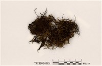 藏品(虎尾苔)的圖片